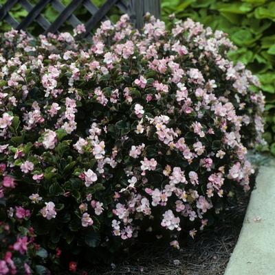Begonia semperflorens Super Olympia Light Pink