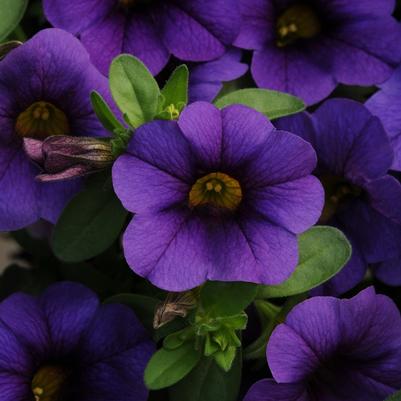 Calibrachoa MiniFamous® Compact Dark Blue