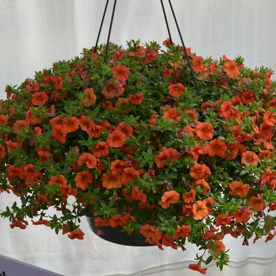 Calibrachoa MiniFamous® Compact Orange
