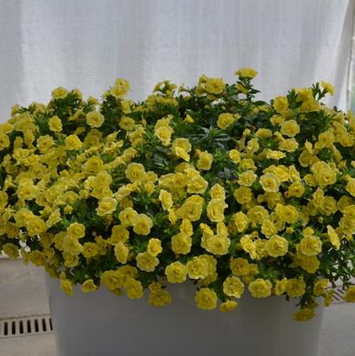 Calibrachoa MiniFamous® Double Lemon