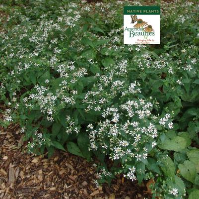 Aster divaricatus 