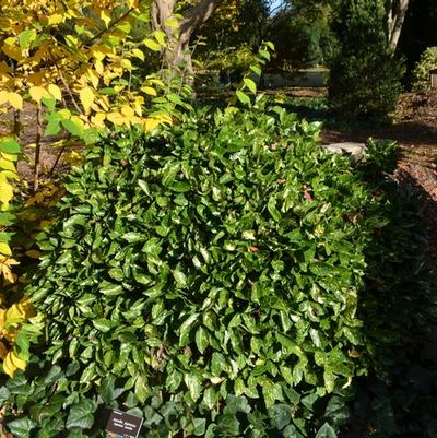 Aucuba japonica 