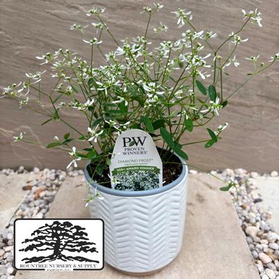 Euphorbia Diamond Frost®