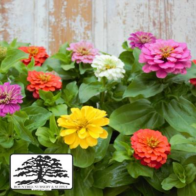 Zinnia elegans Zesty™ Mix
