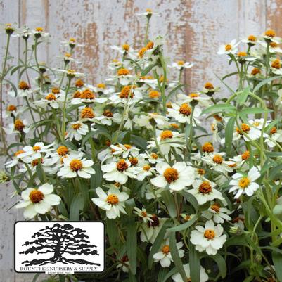 Zinnia angustifolia (linearis) Star White
