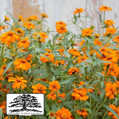 Zinnia angustifolia (linearis) Star Orange