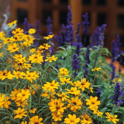 Zinnia angustifolia (linearis) Star Gold