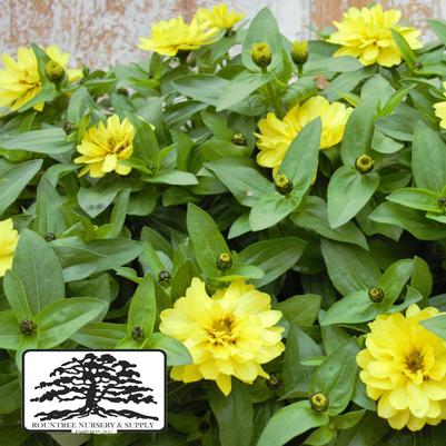 Zinnia marylandica Double Zahara™ Yellow
