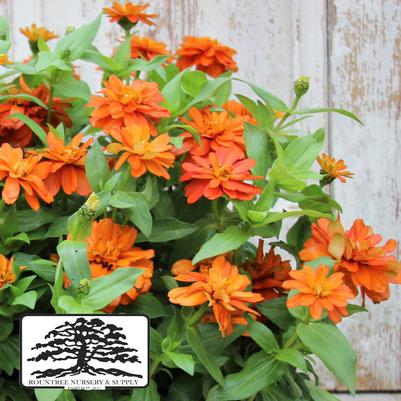 Zinnia marylandica Double Zahara™ Fire