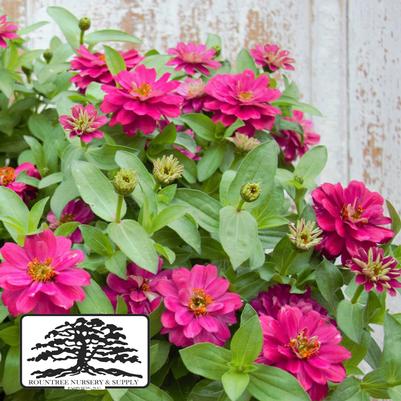 Zinnia marylandica Double Zahara™ Cherry