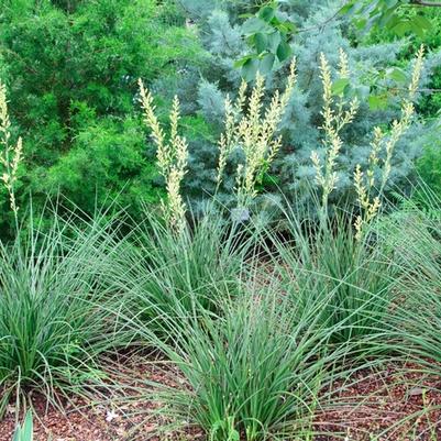 Hesperaloe parviflora Yellow