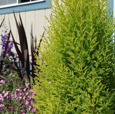 Cupressus macrocarpa Wilma Goldcrest
