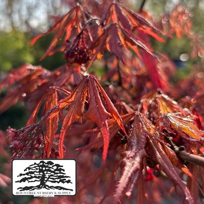 Acer Earthfire