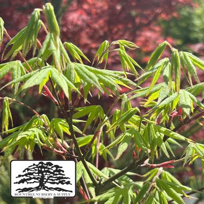 Acer Ukigumo