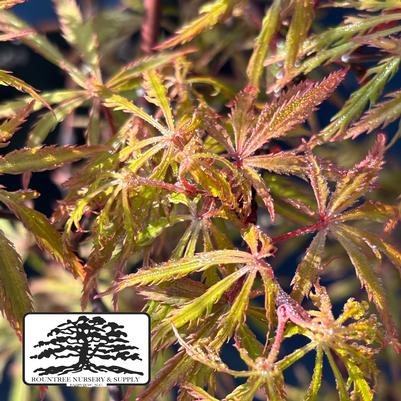 Acer Sunset