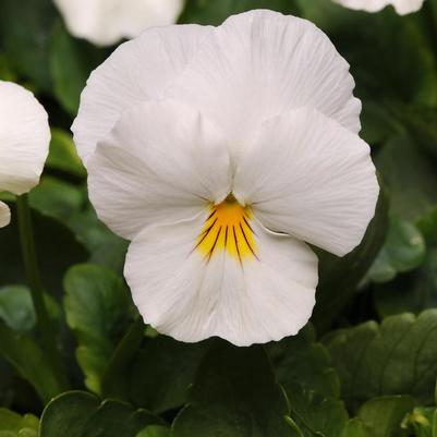 Viola x wittrockiana Cool Wave® White