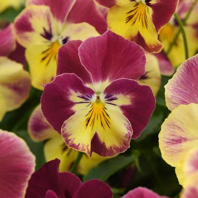 Viola x wittrockiana Cool Wave® Strawberry Swirl