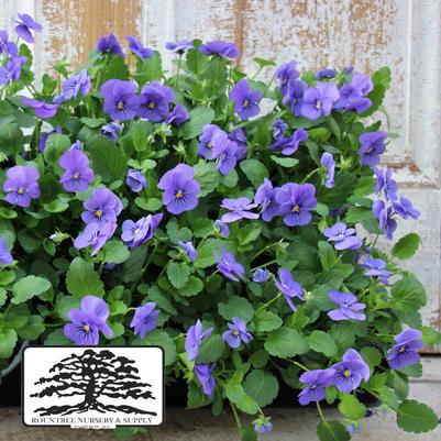 Viola cornuta Sorbet® XP True Blue