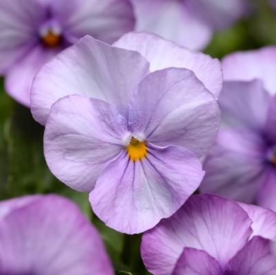 Viola cornuta Sorbet® XP Lavender Pink