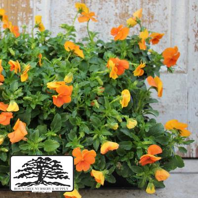 Viola cornuta Sorbet® XP Deep Orange