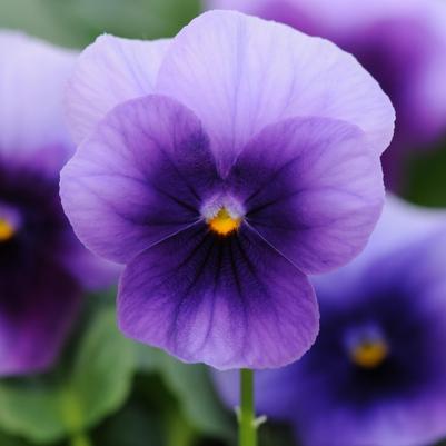 Viola cornuta Sorbet® XP Beaconsfield