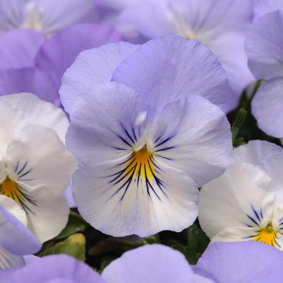 Viola x wittrockiana Cool Wave® Frost