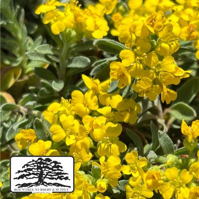 Alyssum wulfenianum Golden Spring