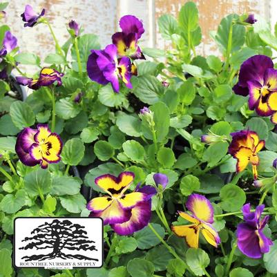 Viola cornuta ColorMax Berry Pie