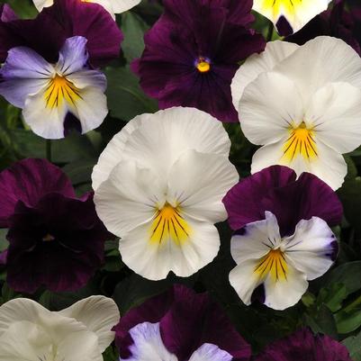 Viola x wittrockiana Cool Wave® Berries 'N Cream Mix