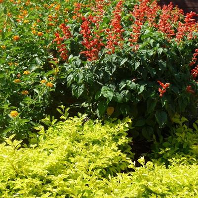 Alternanthera True Yellow