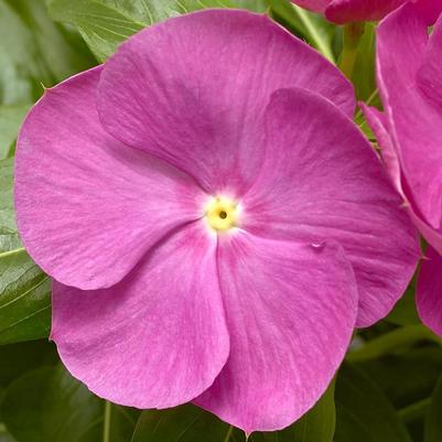 Catharanthus roseus Cora® XDR Orchid