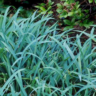 Carex laxiculmus Bunny Blue®
