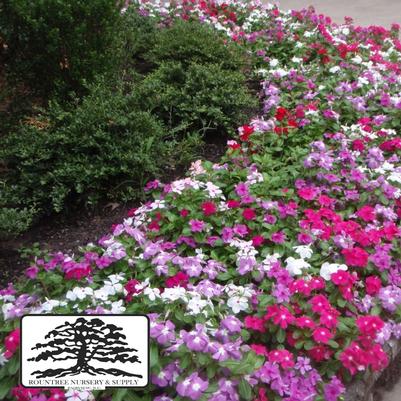 Catharanthus roseus Cora® Mix