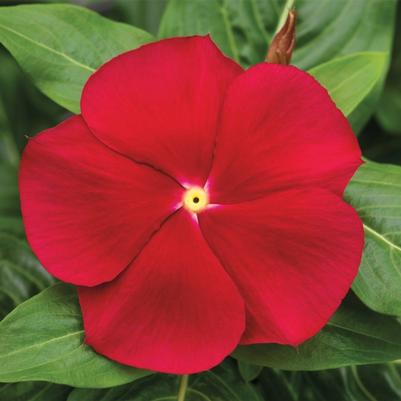 Catharanthus roseus Cora® Red