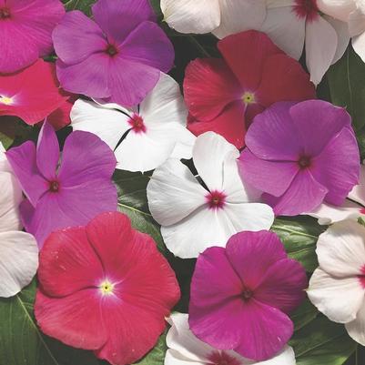 Catharanthus roseus Cora® Cascade Mix