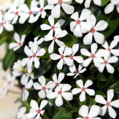 Catharanthus Soiree kawaii® White Peppermint