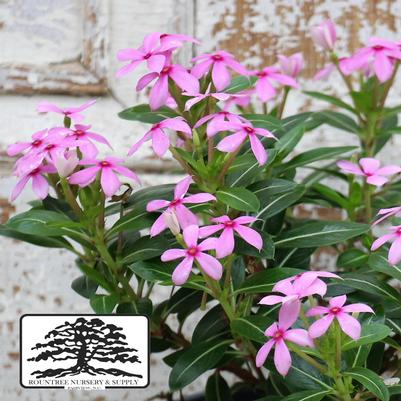 Catharanthus Soiree kawaii® Light Purple