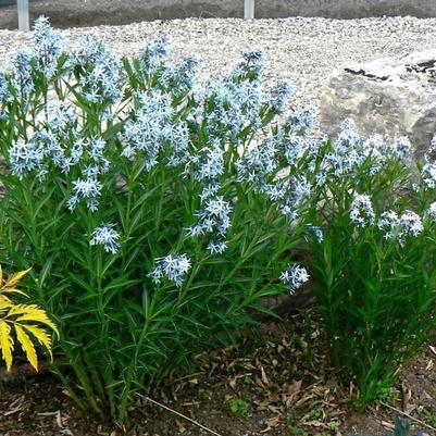 Amsonia tabernaemontana 