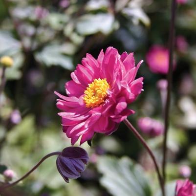 Anemone hupehensis var. japonica Pamina