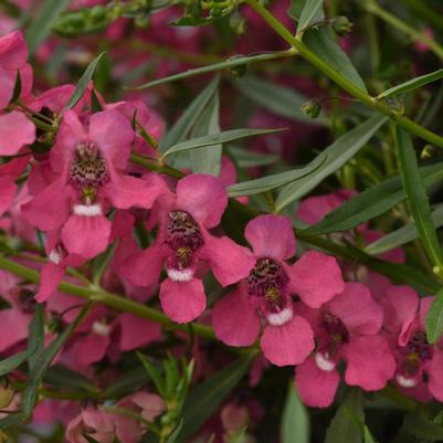 Angelonia angustifolia AngelMist® Spreading Pink Improved