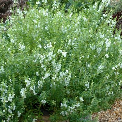 Angelonia angustifolia Angelmist™ White Improved