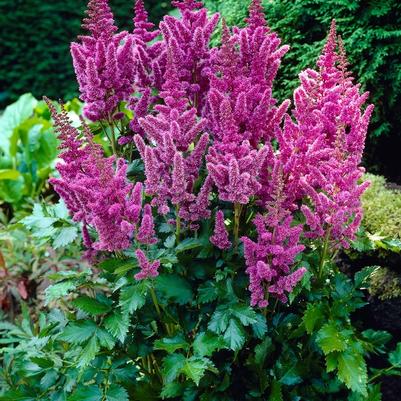 Astilbe chinensis var. taquetii Superba