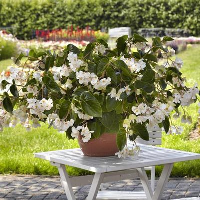 Begonia Dragon Wing® White