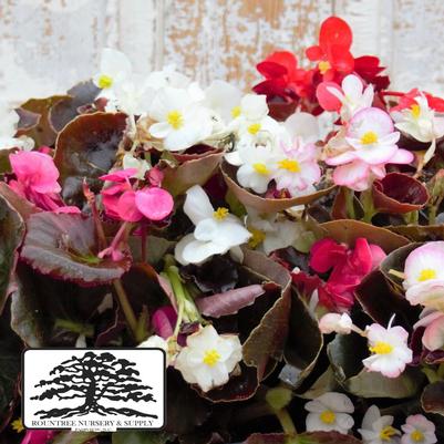 Begonia Harmony Mix 