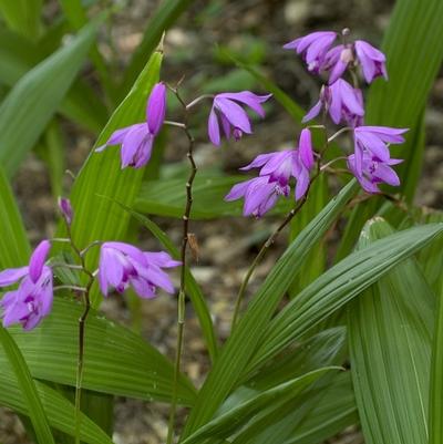 Bletilla striata 