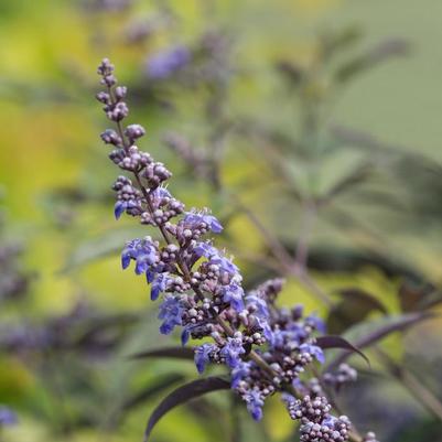Vitex Flip Side®