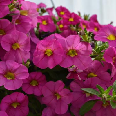 Calibrachoa MiniFamous® Pink