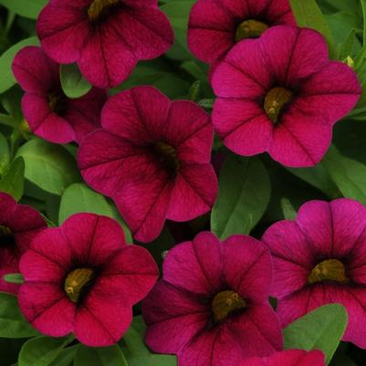 Calibrachoa MiniFamous® Compact Purple