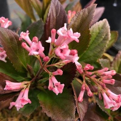 Viburnum Sweet Talker® 