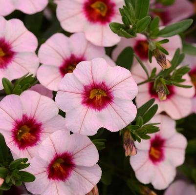 Calibrachoa MiniFamous® Neo Salmon Pink+Eye